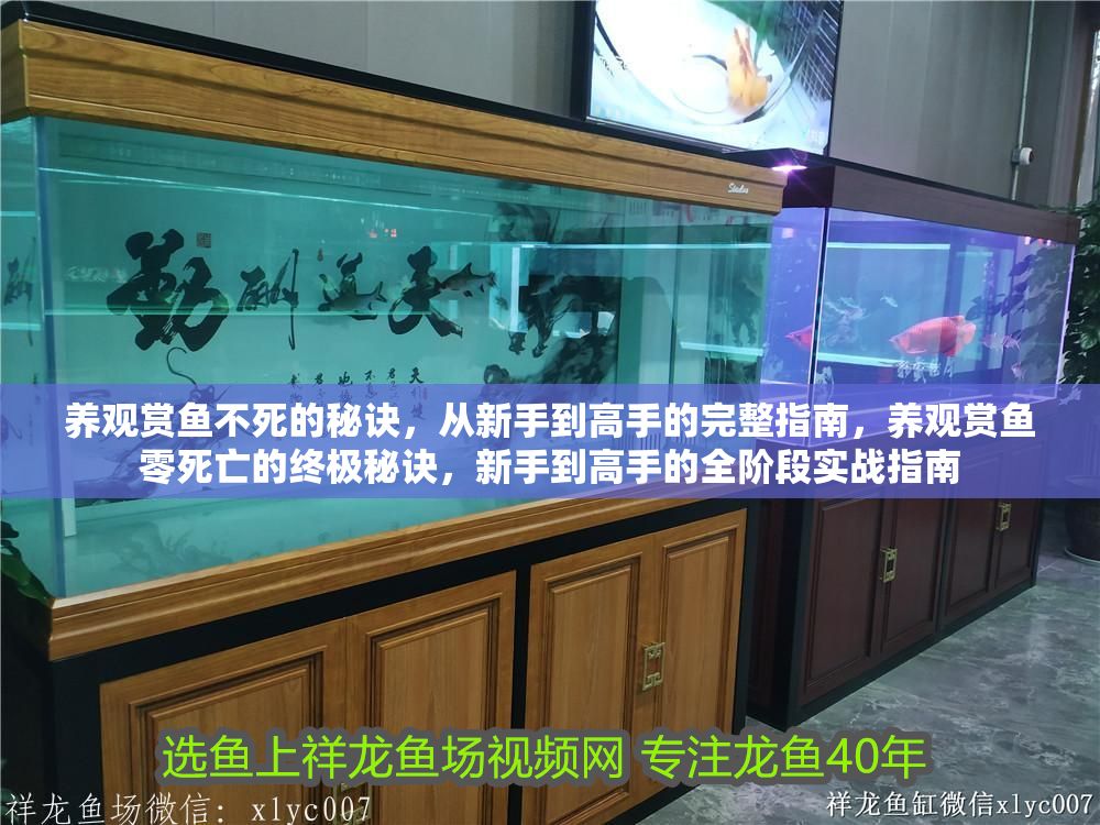養(yǎng)觀賞魚不死的秘訣，從新手到高手的完整指南，養(yǎng)觀賞魚零死亡的終極秘訣，新手到高手的全階段實(shí)戰(zhàn)指南