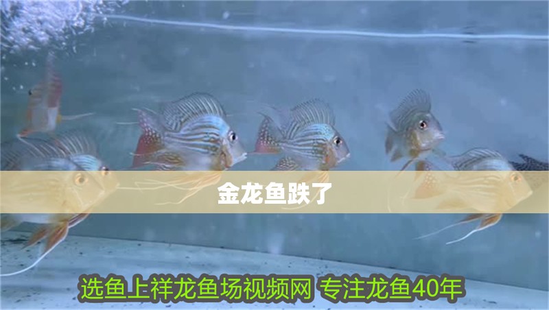 金龍魚跌了 金龍魚跌了 龍魚百科 第2張