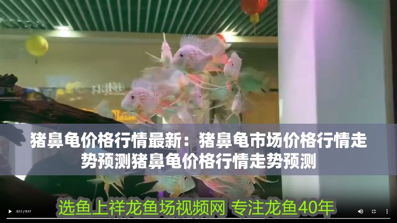 豬鼻龜價格行情最新：豬鼻龜市場價格行情走勢預(yù)測豬鼻龜價格行情走勢預(yù)測