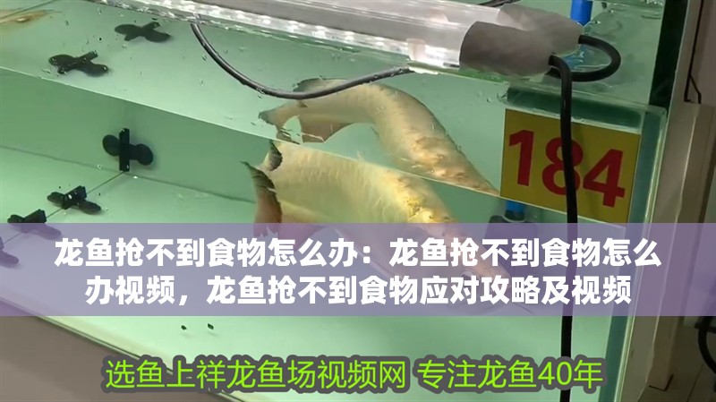 龍魚搶不到食物怎么辦：龍魚搶不到食物怎么辦視頻，龍魚搶不到食物應對攻略及視頻