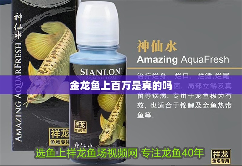 金龍魚上百萬是真的嗎