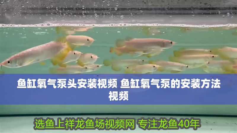 魚缸氧氣泵頭安裝視頻 魚缸氧氣泵的安裝方法視頻