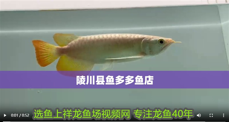 <strong><mark>陵川</mark></strong>縣魚多多魚店