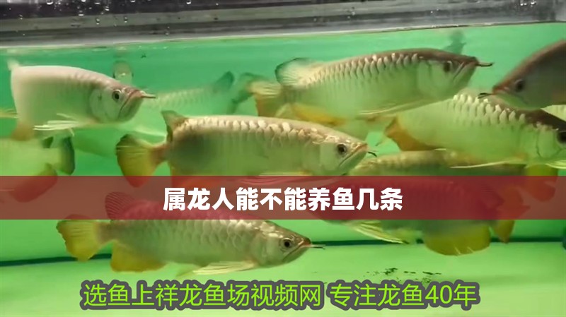 屬龍人能不能養魚幾條