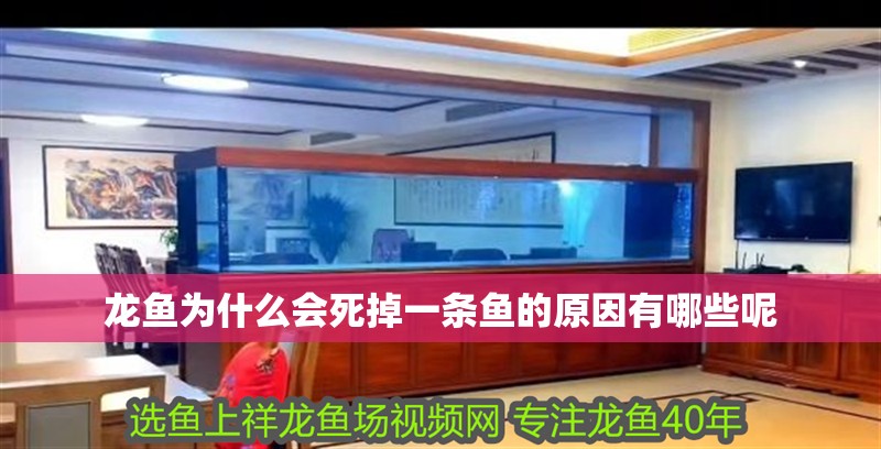 龍魚為什么會(huì)死掉一條魚的原因有哪些呢