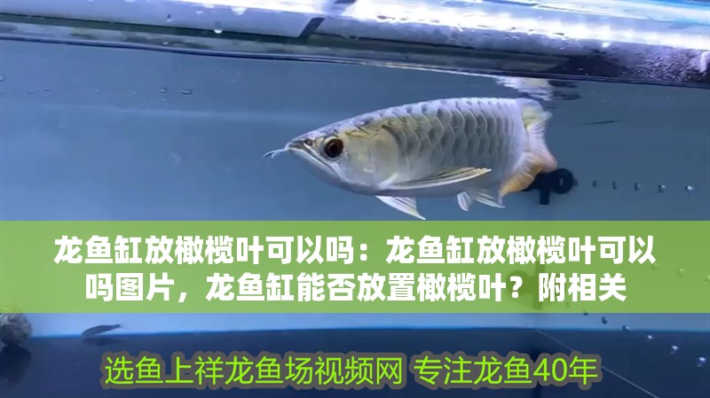 龍魚缸放橄欖葉可以嗎：龍魚缸放橄欖葉可以嗎圖片，龍魚缸能否放置橄欖葉？附相關