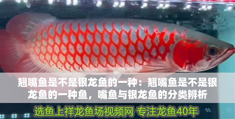 翹嘴魚是不是銀龍魚的一種：翹嘴魚是不是銀龍魚的一種魚，嘴魚與銀龍魚的分類辨析