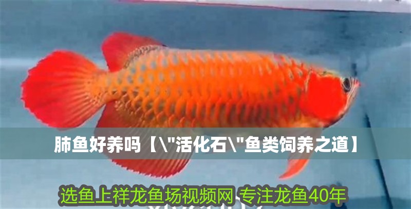 肺魚好養嗎【\