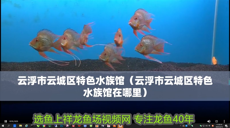 云浮市云城區特色水族館（云浮市云城區特色水族館在哪里）