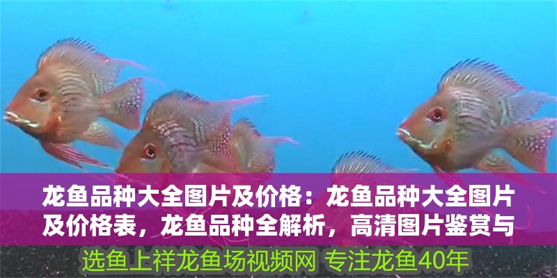 龍魚品種大全圖片及價格：龍魚品種大全圖片及價格表，龍魚品種全解析，高清圖片鑒賞與詳細價格指南