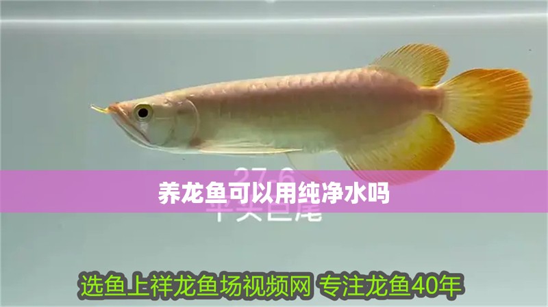 養龍魚可以用純凈水嗎