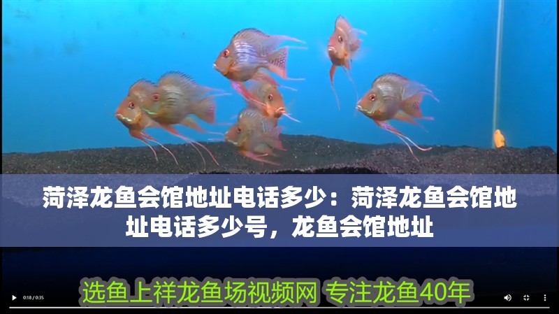 菏澤龍魚會館地址電話多少：菏澤龍魚會館地址電話多少號，龍魚會館地址