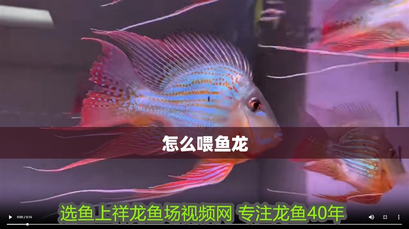 怎么喂魚龍
