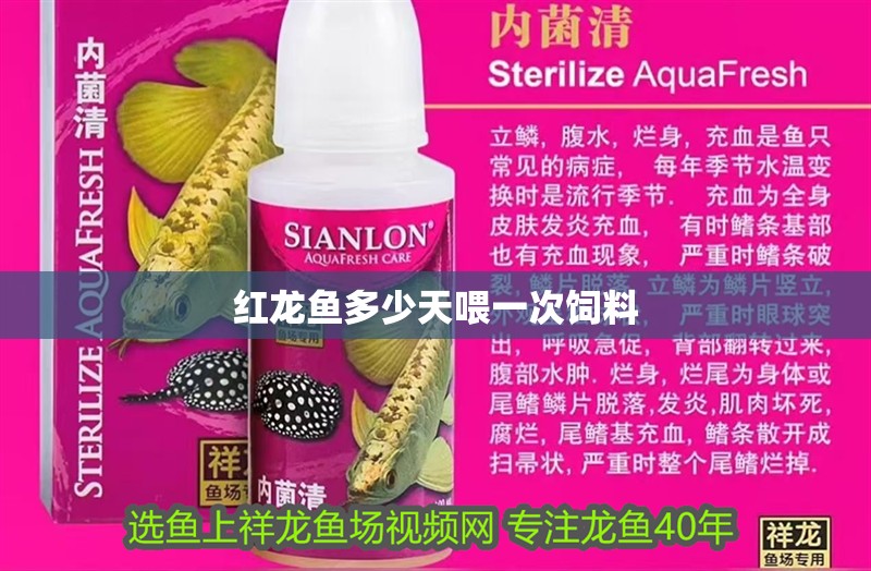 紅龍魚多少天喂一次飼料