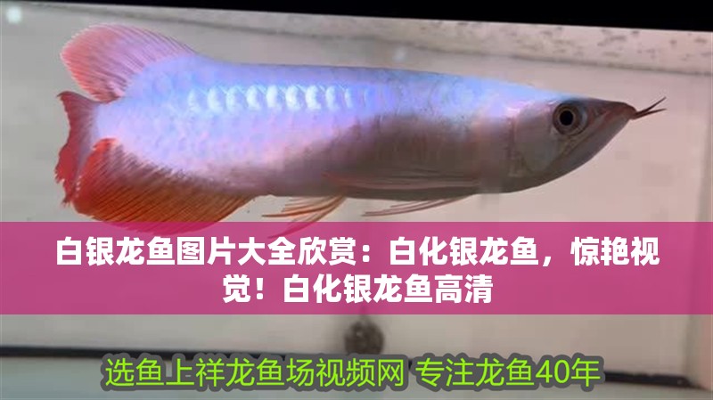 白銀龍魚圖片大全欣賞：白化銀龍魚，驚艷視覺！白化銀龍魚高清