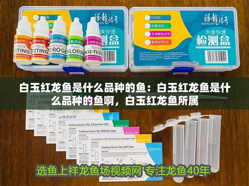 白玉紅龍魚是什么品種的魚：白玉紅龍魚是什么品種的魚啊，白玉紅龍魚所屬