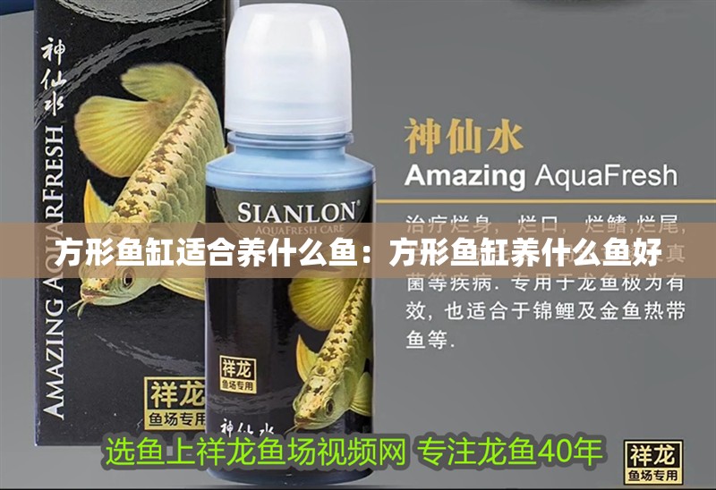 方形魚缸適合養什么魚：方形魚缸養什么魚好