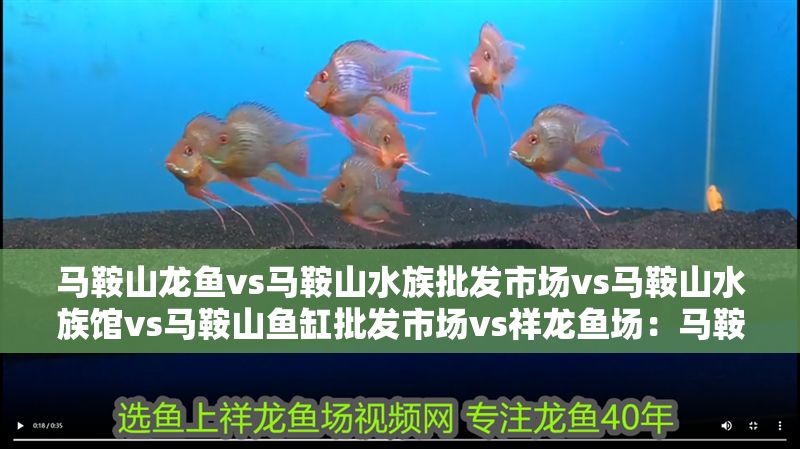 馬鞍山龍魚vs馬鞍山水族批發市場vs馬鞍山水族館vs馬鞍山魚缸批發市場vs祥龍魚場：馬鞍山水族批發市場、魚缸批發市場、魚缸批發及水產養殖場的區別