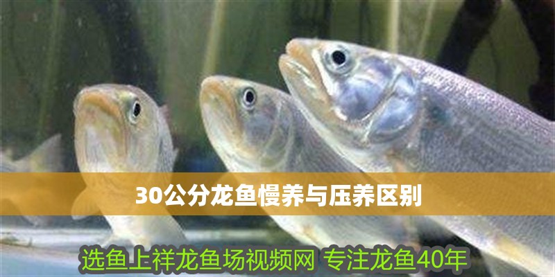 30公分龍魚慢養(yǎng)與壓養(yǎng)區(qū)別