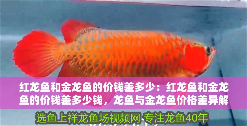 紅龍魚和金龍魚的價錢差多少：紅龍魚和金龍魚的價錢差多少錢，龍魚與金龍魚價格差異解析