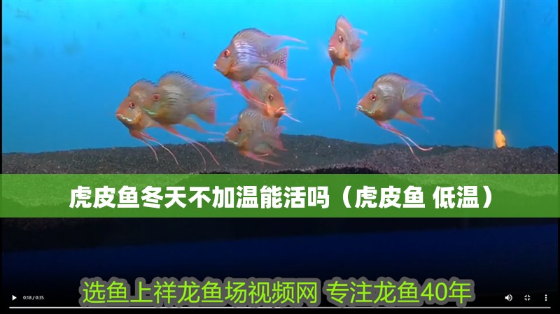 虎皮魚冬天不加溫能活嗎（虎皮魚 低溫）