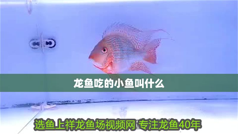 龍魚吃的小魚叫什么 龍魚百科 第1張 龍魚吃的小魚叫什么 龍魚吃的小魚叫什么 龍魚百科 第1張
