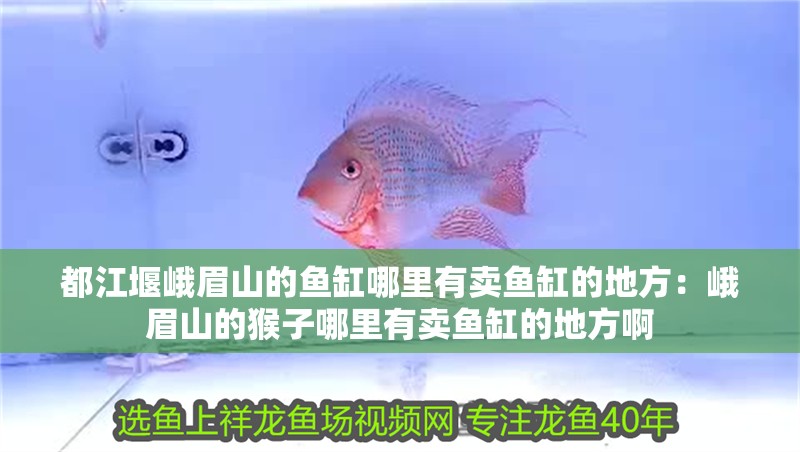 都江堰峨眉山的魚缸哪里有賣魚缸的地方：峨眉山的猴子哪里有賣魚缸的地方啊