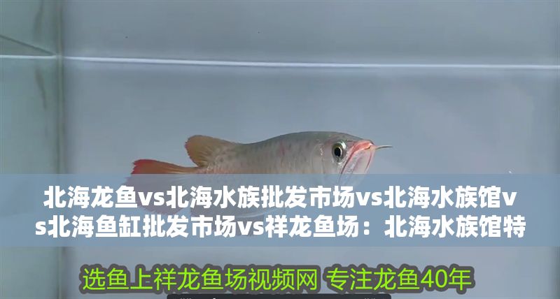 北海龍魚vs北海水族批發市場vs北海水族館vs北海魚缸批發市場vs祥龍魚場:北海水族館特色展覽 祥龍魚場各市分站 第2張 北海龍魚vs北海水族批發市場vs北海水族館vs北海魚缸批發市場vs祥龍魚場:北海水族館特色展覽 北海龍魚vs北海水族批發市場vs北海水族館vs北海魚缸批發市場vs祥龍魚場:北海水族館特色展覽 祥龍魚場各市分站 第2張