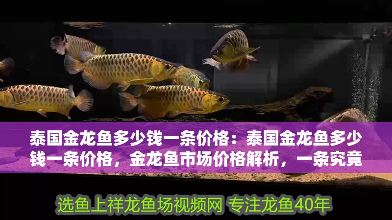 泰國金龍魚多少錢一條價格：泰國金龍魚多少錢一條價格，金龍魚市場價格解析，一條究竟多少錢