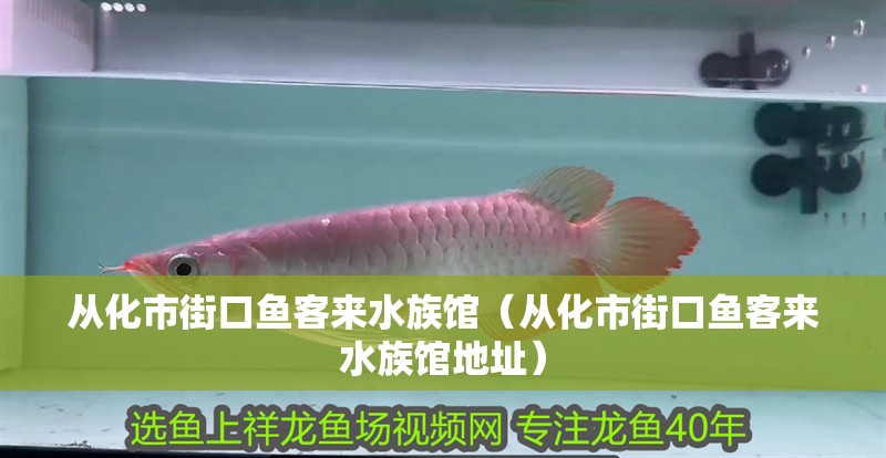 從化市街口魚客來水族館（從化市街口魚客來水族館地址）