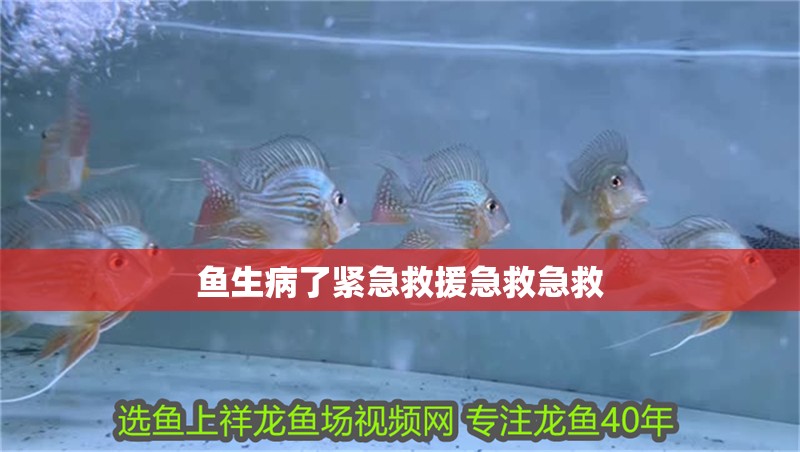 魚生病了緊急救援急救急救 魚生病了緊急救援急救急救 銀龍魚百科