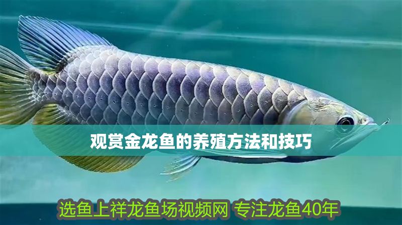 觀賞金龍魚的養殖方法和技巧