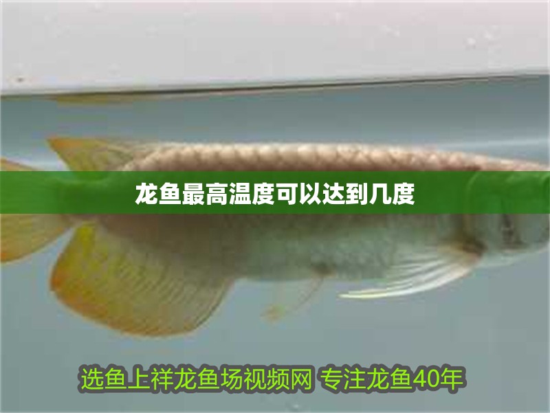 龍魚最高溫度可以達到幾度