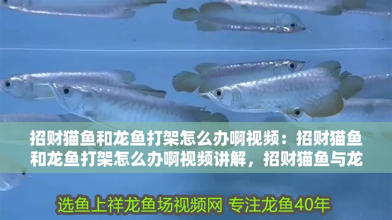 招財貓魚和龍魚打架怎么辦啊視頻：招財貓魚和龍魚打架怎么辦啊視頻講解，招財貓魚與龍魚打架應對