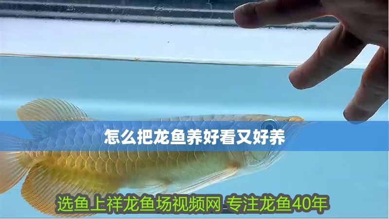 怎么把龍魚養好看又好養