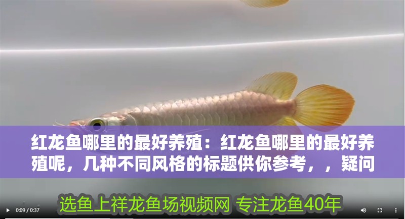 紅龍魚哪里的最好養殖：紅龍魚哪里的最好養殖呢，幾種不同風格的標題供你參考，，疑問引導式，探尋紅龍魚最佳養殖地，究竟哪里最適宜？，揭秘探秘式，揭開謎底，紅龍魚最好的養殖之地在哪里？，實用指南式，鎖定理想區域，紅龍魚優質養殖地大揭秘