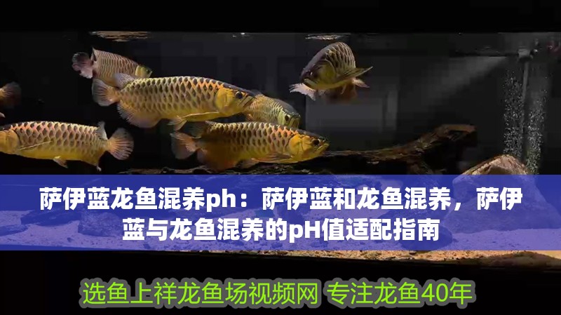薩伊藍龍魚混養ph：薩伊藍和龍魚混養，薩伊藍與龍魚混養的pH值適配指南 薩伊藍龍魚混養ph：薩伊藍和龍魚混養，薩伊藍與龍魚混養的pH值適配指南 水族問答