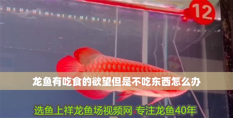 龍魚有吃食的欲望但是不吃東西怎么辦
