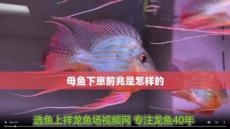 母魚下崽前兆是怎樣的