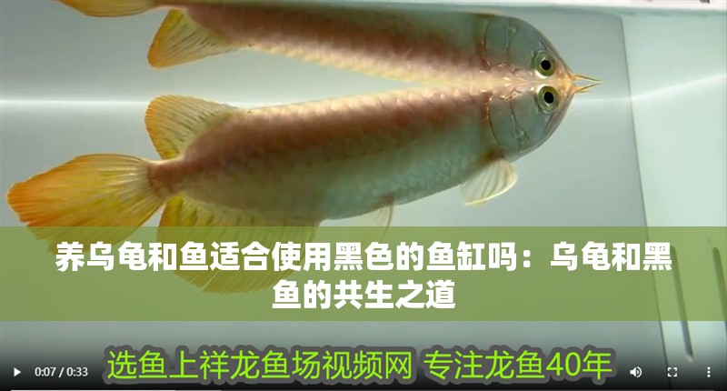 養(yǎng)烏龜和魚適合使用黑色的魚缸嗎：烏龜和黑魚的共生之道