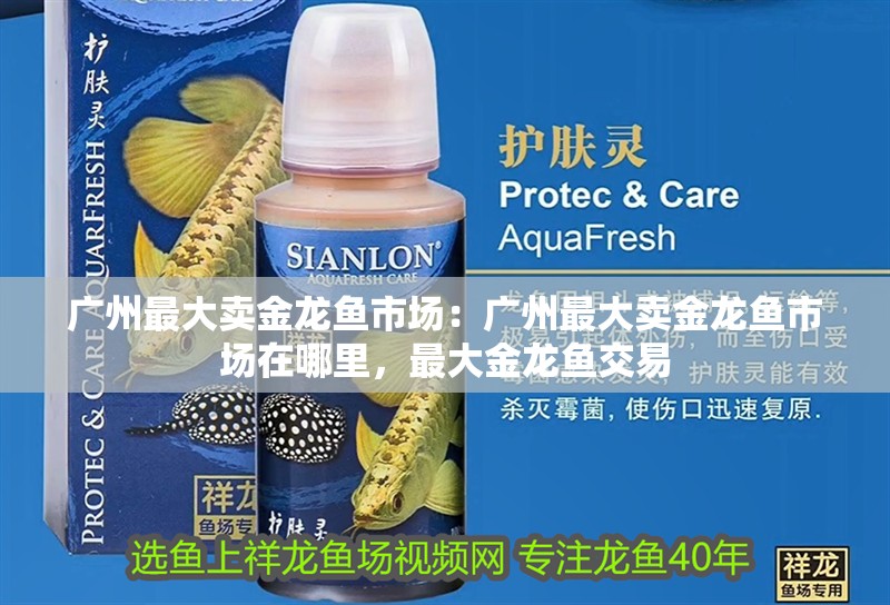 廣州最大賣金龍魚市場：廣州最大賣金龍魚市場在哪里，最大金龍魚交易