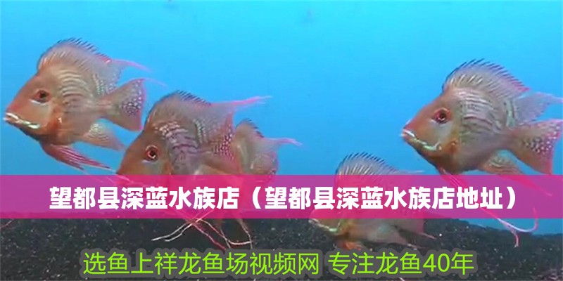 望都縣深藍水族店（望都縣深藍水族店地址）