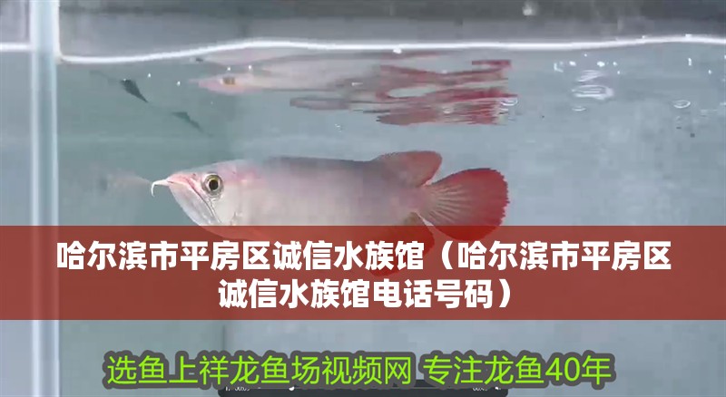 哈爾濱市平房區(qū)誠信水族館（哈爾濱市平房區(qū)誠信水族館電話號(hào)碼） 哈爾濱市平房區(qū)誠信水族館（哈爾濱市平房區(qū)誠信水族館電話號(hào)碼） 全國水族館企業(yè)名錄 第2張