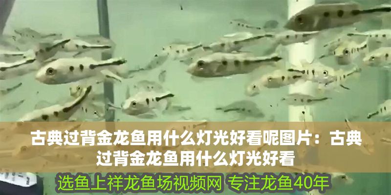 古典過背金龍魚用什么燈光好看呢圖片：古典過背金龍魚用什么燈光好看