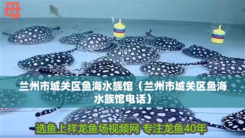 蘭州市城關區魚海水族館（蘭州市城關區魚海水族館電話）