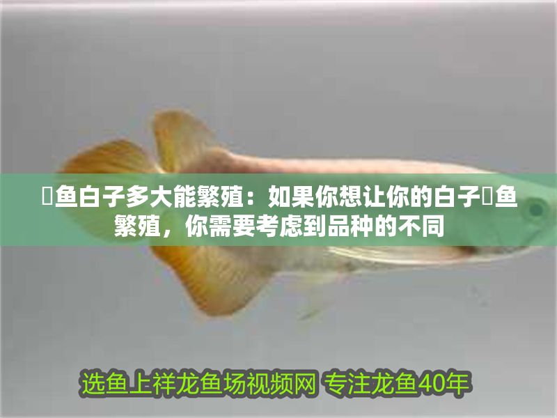 魟魚白子多大能繁殖：如果你想讓你的白子魟魚繁殖，你需要考慮到品種的不同