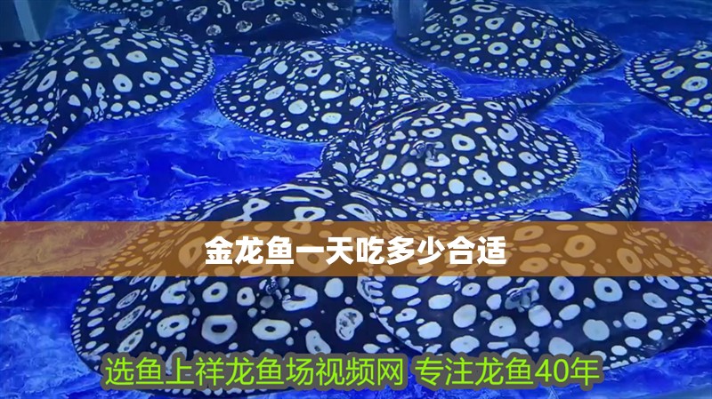 金龍魚一天吃多少合適
