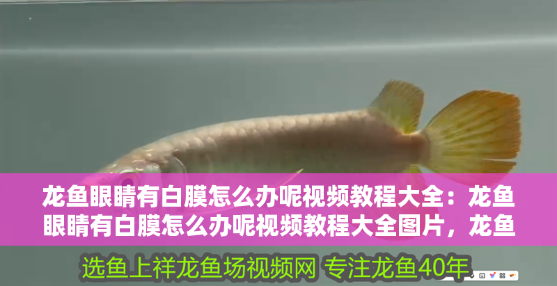 龍魚眼睛有白膜怎么辦呢視頻教程大全：龍魚眼睛有白膜怎么辦呢視頻教程大全圖片，龍魚眼睛出現白膜的應對方法視頻教程全解析
