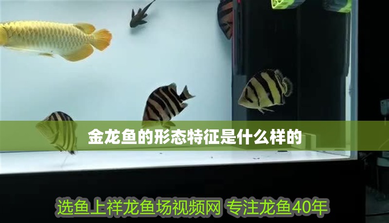 金龍魚的形態(tài)特征是什么樣的