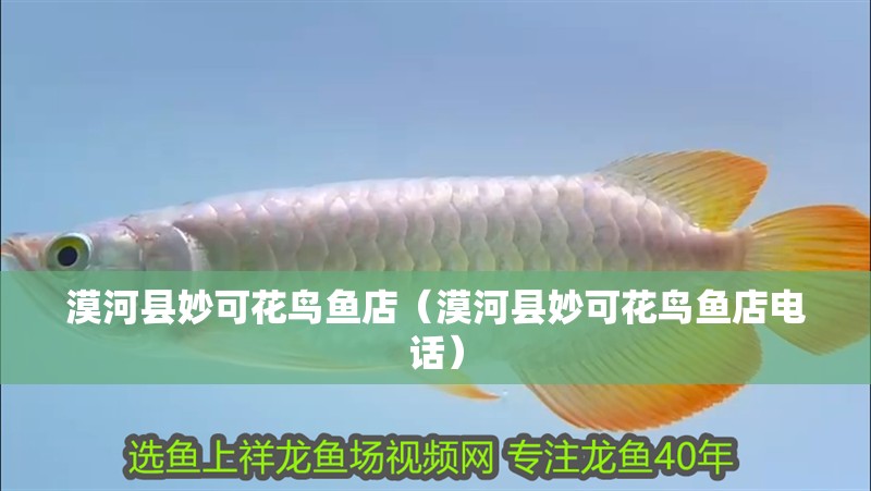 漠河縣妙可花鳥魚店（漠河縣妙可花鳥魚店電話） 漠河縣妙可花鳥魚店（漠河縣妙可花鳥魚店電話） 全國(guó)水族館企業(yè)名錄 第2張